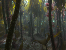Kelp Forest © Andy Jackson Kelp Forest © Andy Jackson