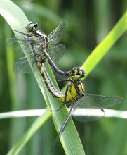 Image copyright: Dave Sadler Image copyright: Dave Sadler